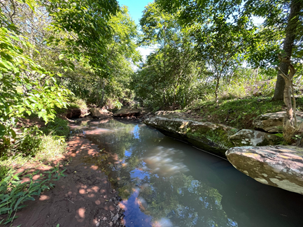 Área de PSA após 10 anos do processo de cercamento e regeneração